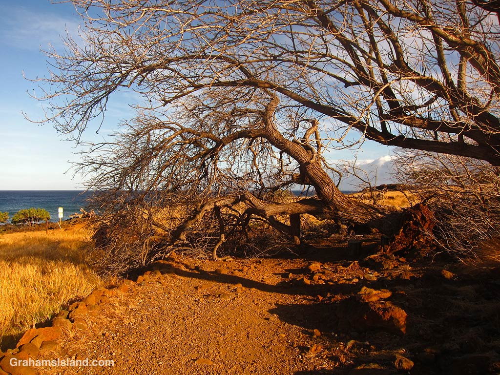 A tree down at Lapakahi State Historical Park in Hawaii.