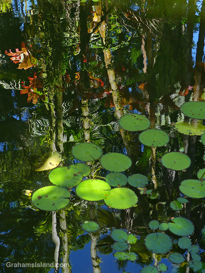 Reflections in Lily Lake at Hawaii Tropical Botanical Garden in Hawaii