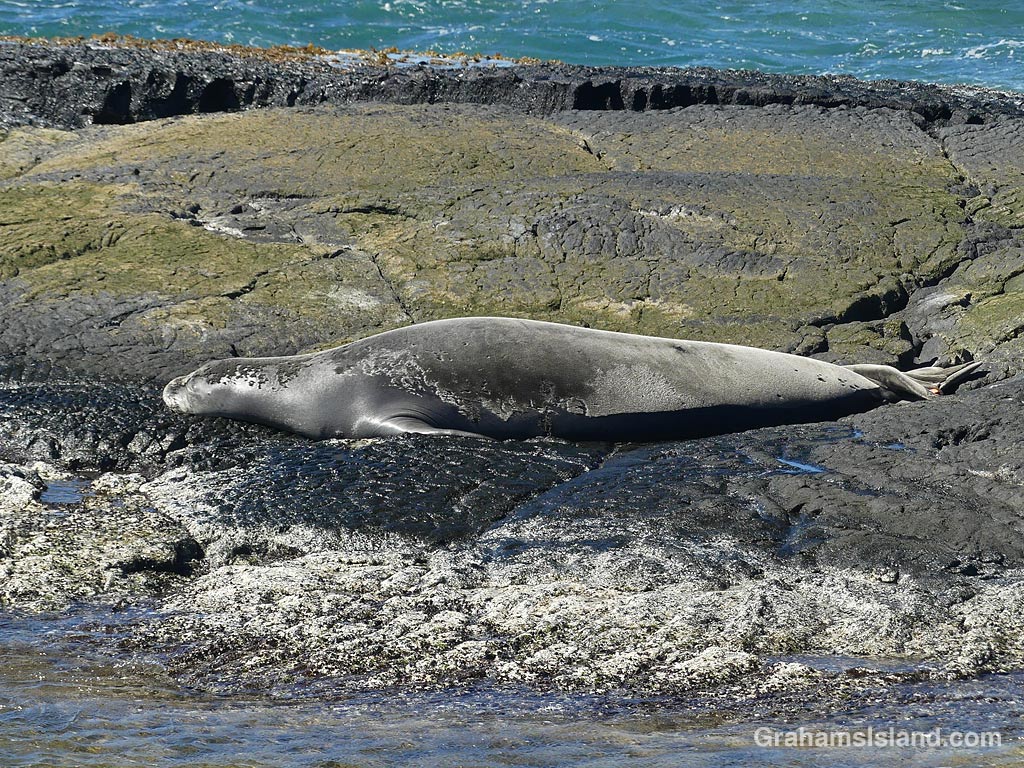 A monk seal on the shore near Kiholo, Hawaii