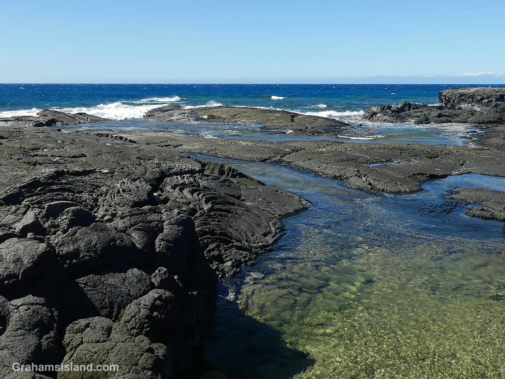 A monk seal on the shore near Kiholo, Hawaii