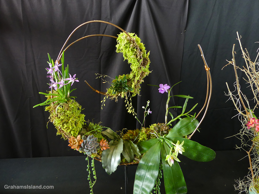 A planter at the 2026 Hilo Orchid Show in Hawaii