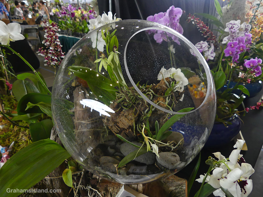 A planter at the 2026 Hilo Orchid Show in Hawaii