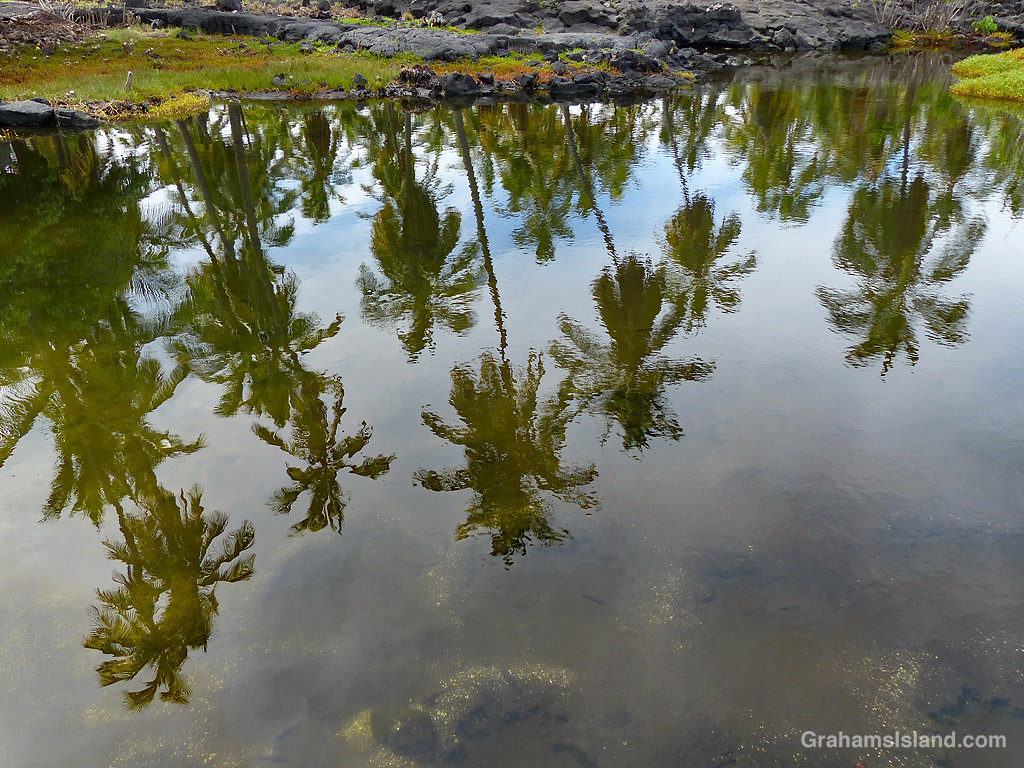 Palm trees reflection in a pool at Pu'uhonua o Hōnaunau National Historical Park in Hawaii