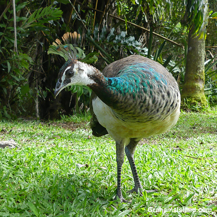 A Peacock at Pana'ewa Rainforest Zoo, in Hilo, Hawaii