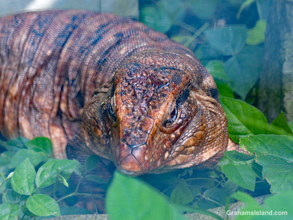 A Red Tegu lizard at Pana'ewa Rainforest Zoo, in Hilo, Hawaii
