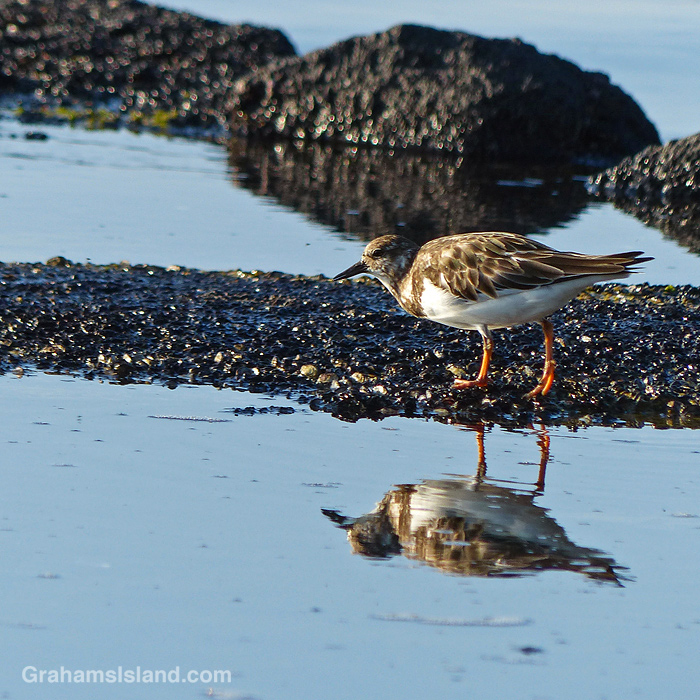A Ruddy Turnstone walk on the shore in Hawaii