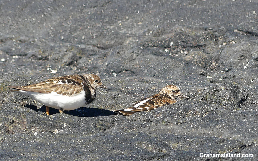 Ruddy Turnstones on the shore near Kiholo, Hawaii