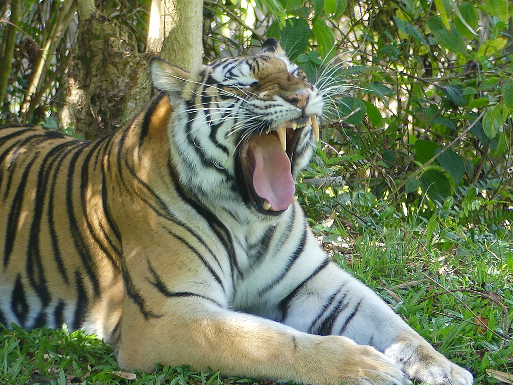 Sriracha, a tiger at Pana'ewa Rainforest Zoo, in Hilo, Hawaii