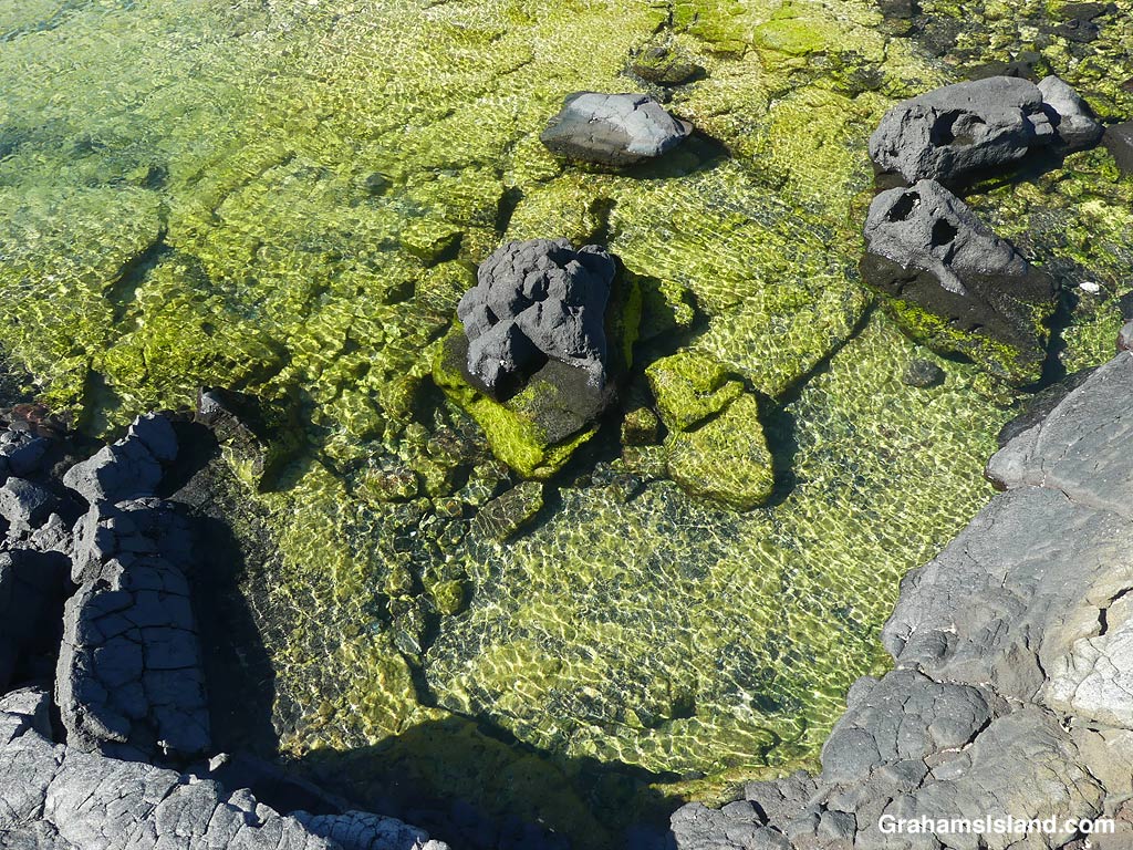A tide pool near Kiholo, Hawaii