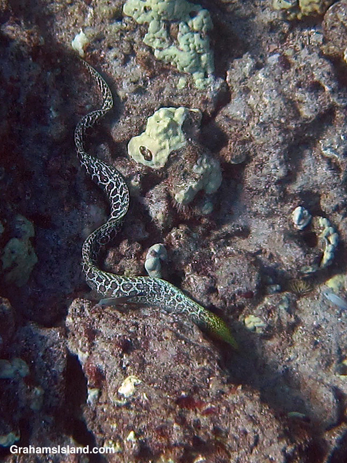 An undulated moray eel swims in the waters off Hawaii.