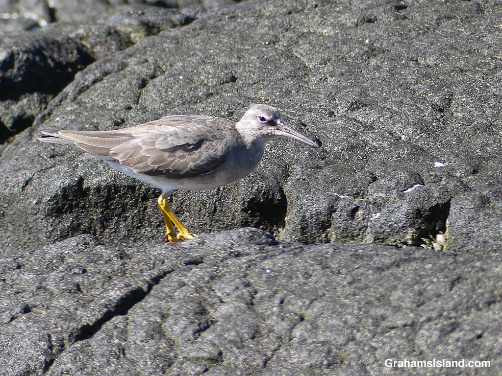 A Wandering Tattler on the shore near Kiholo, Hawaii