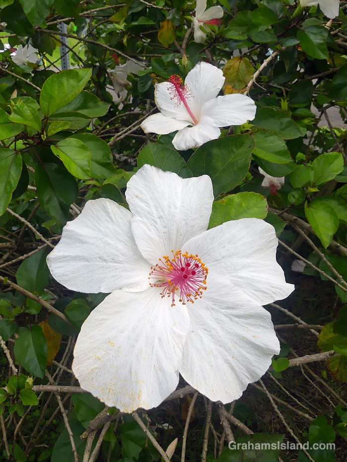 A White Hibiscus in Hawaii