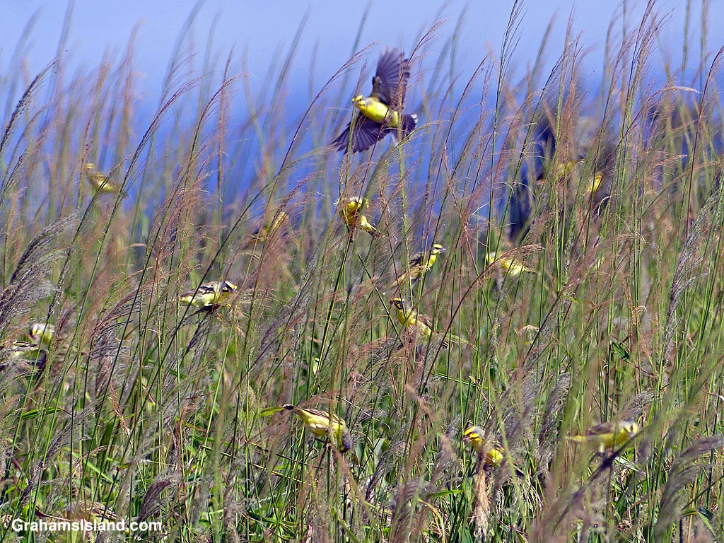 Yellow-fronted Canaries feeding on grass seeds in Hawaii.