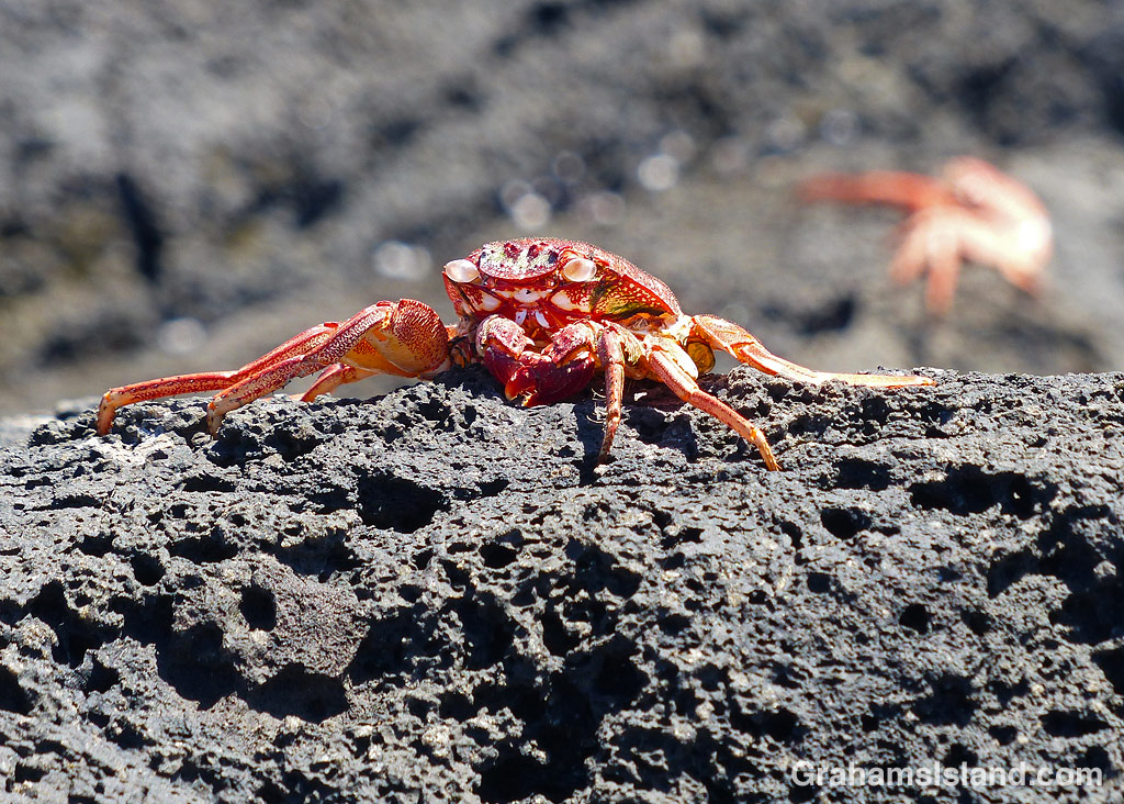 An A'ama crab molt in Hawaii