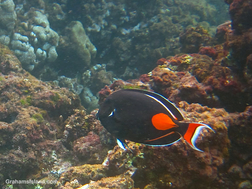 An Achilles Tang in the waters off Hawaii