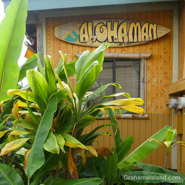 Ti plants by the Aloha Man store in Hawi, Hawaii