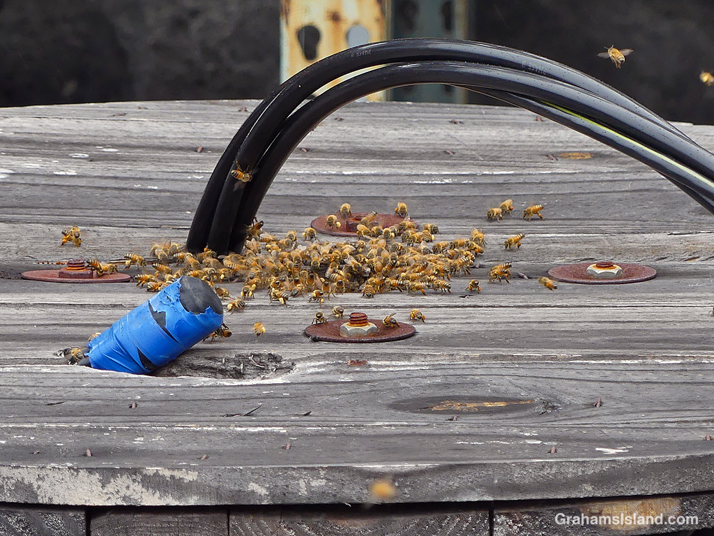 Bees from a hive made inside a spool of wire in Hawaii