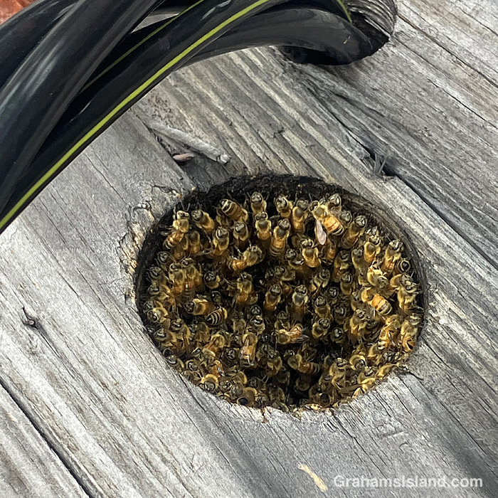Bees from a hive made inside a spool of wire in Hawaii