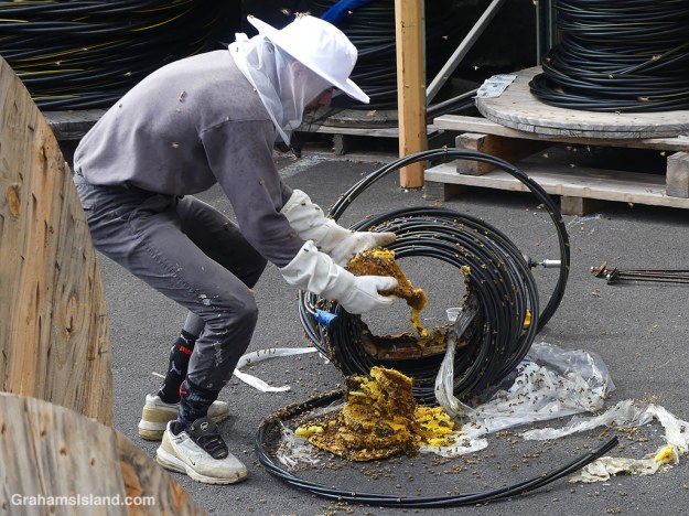 Searching for the queen in a spool of wire where bees made a hive in Hawaii