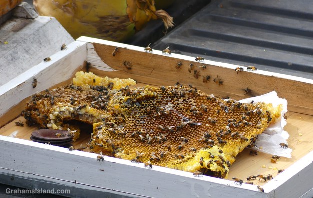 Bees from a spool of wire where they made a hive in Hawaii