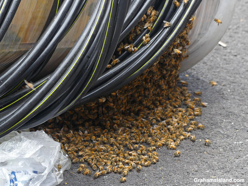 Bees clustered outside a spool of wire where made a hive in Hawaii