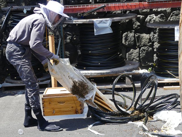 Searching for the queen in a spool of wire where bees made a hive in Hawaii