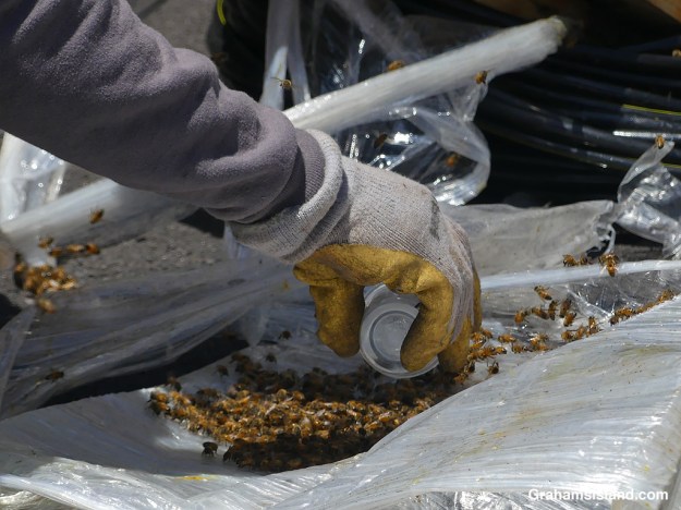 Searching for the queen in a spool of wire where bees made a hive in Hawaii