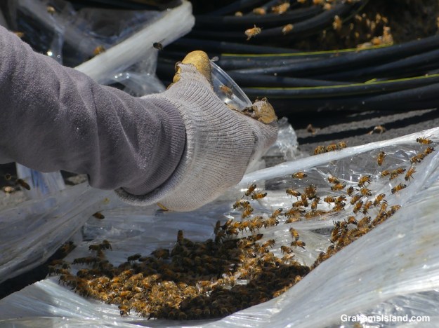 Searching for the queen in a spool of wire where bees made a hive in Hawaii