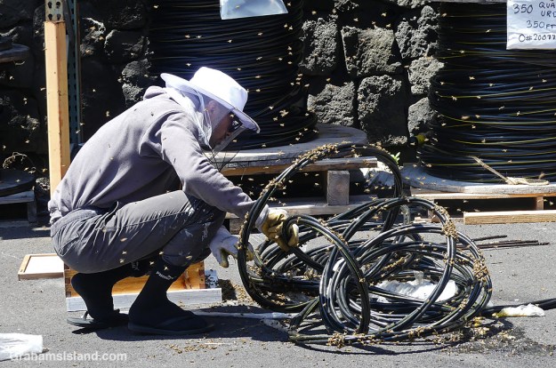 Searching for the queen in a spool of wire where bees made a hive in Hawaii