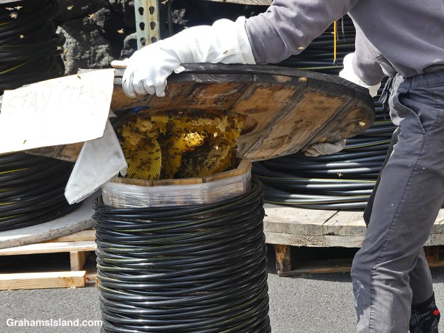 A beekeeper removes the top of a spool of wire where bees have made a hive in Hawaii
