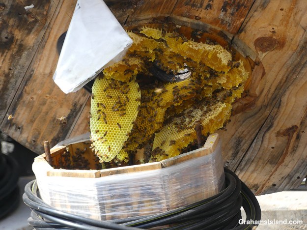 Honeycombs under the top of a spool of wire where bees made a hive in Hawaii