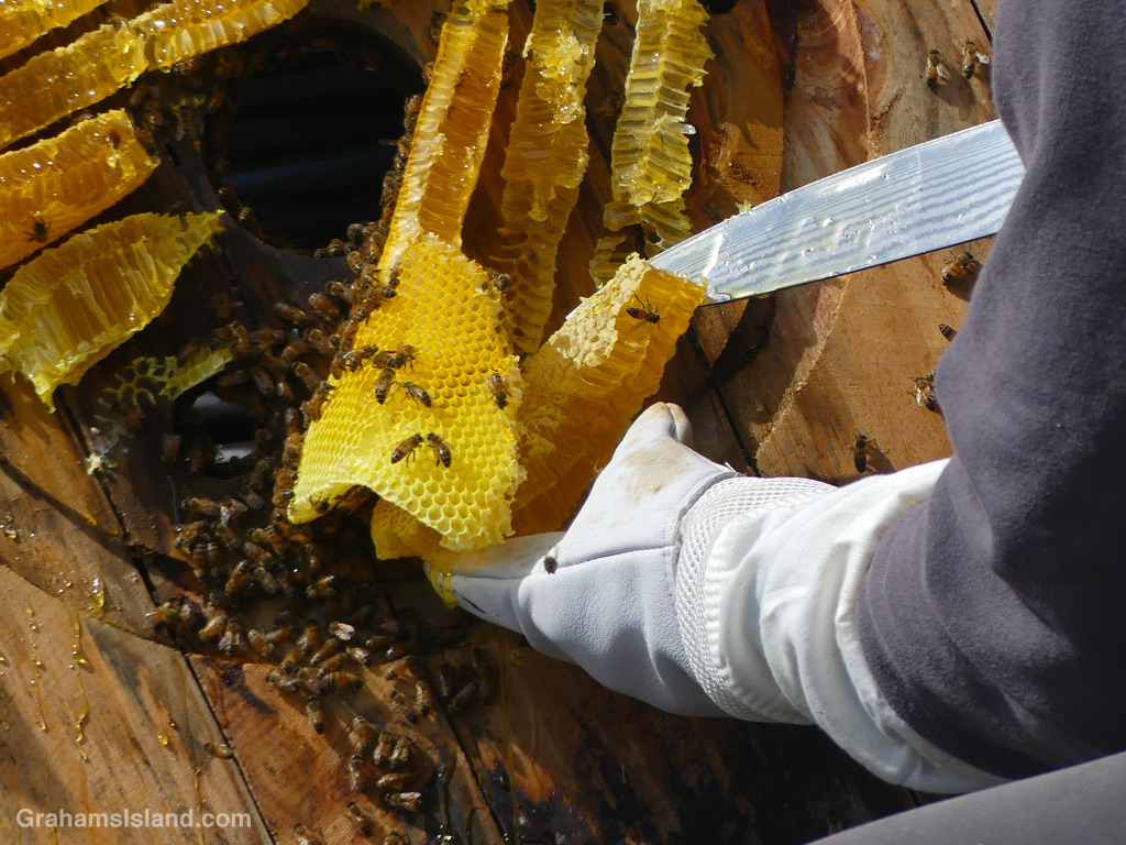Searching for the queen in a spool of wire where bees made a hive in Hawaii