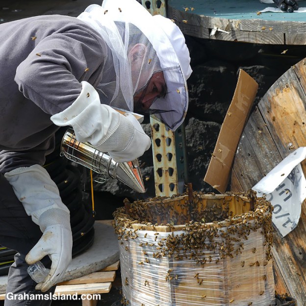 Searching for the queen in a spool of wire where bees made a hive in Hawaii