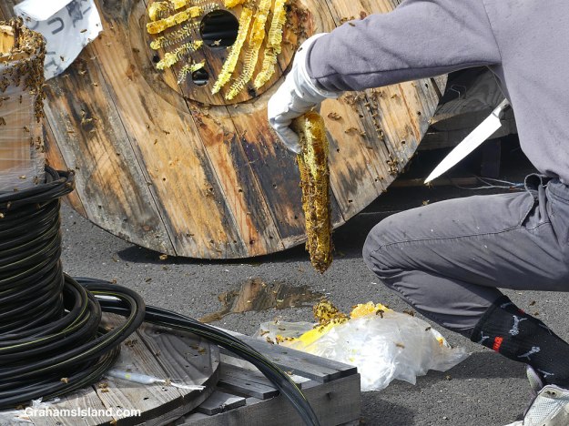 Searching for the queen in a spool of wire where bees made a hive in Hawaii