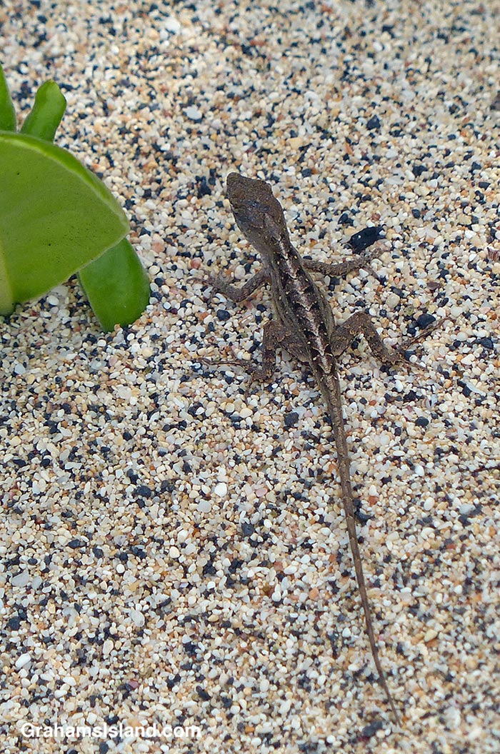 A Brown Anole on the beach at Hualalai in Hawaii
