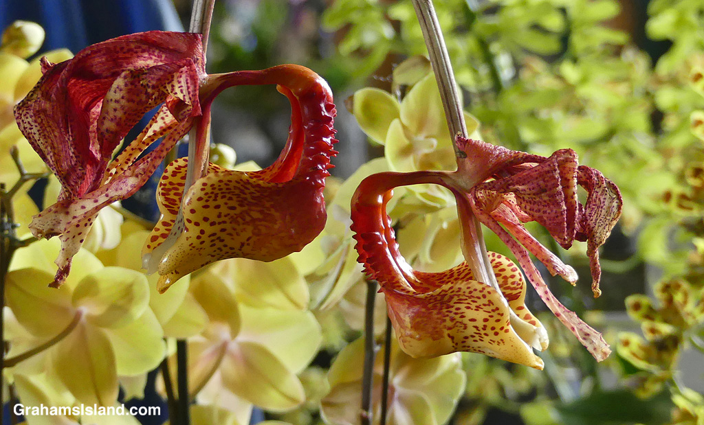 A Coryanthes macrantha x Stanhopea tigrina orchid at the Hilo Orchid Show in Hawaii