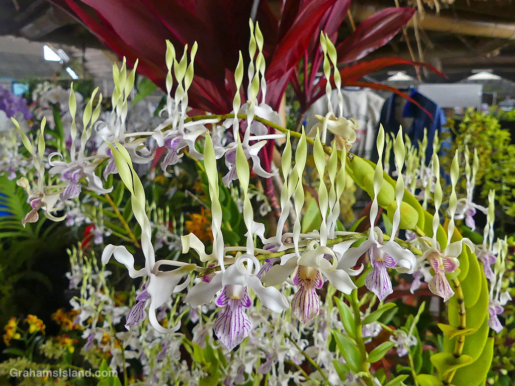 Den. Samurai orchid flowers at the Hilo Orchid Show, Hawaii