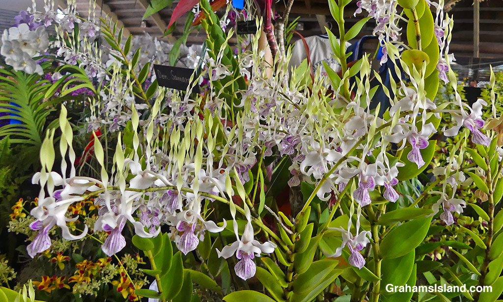 Den. Samurai orchid flowers at the Hilo Orchid Show, Hawaii