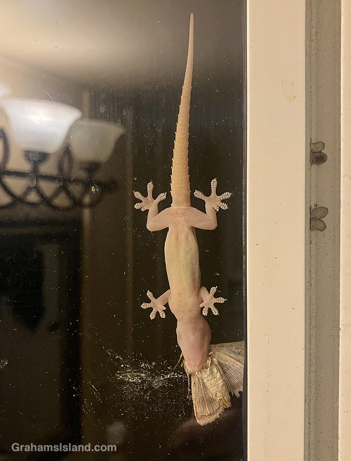 A gecko snags a moth in Hawaii