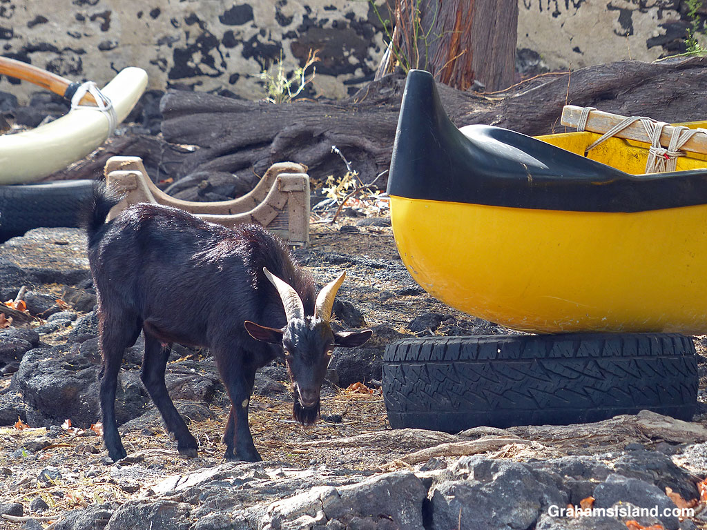 A watchful goat at Kiholo in Hawaii