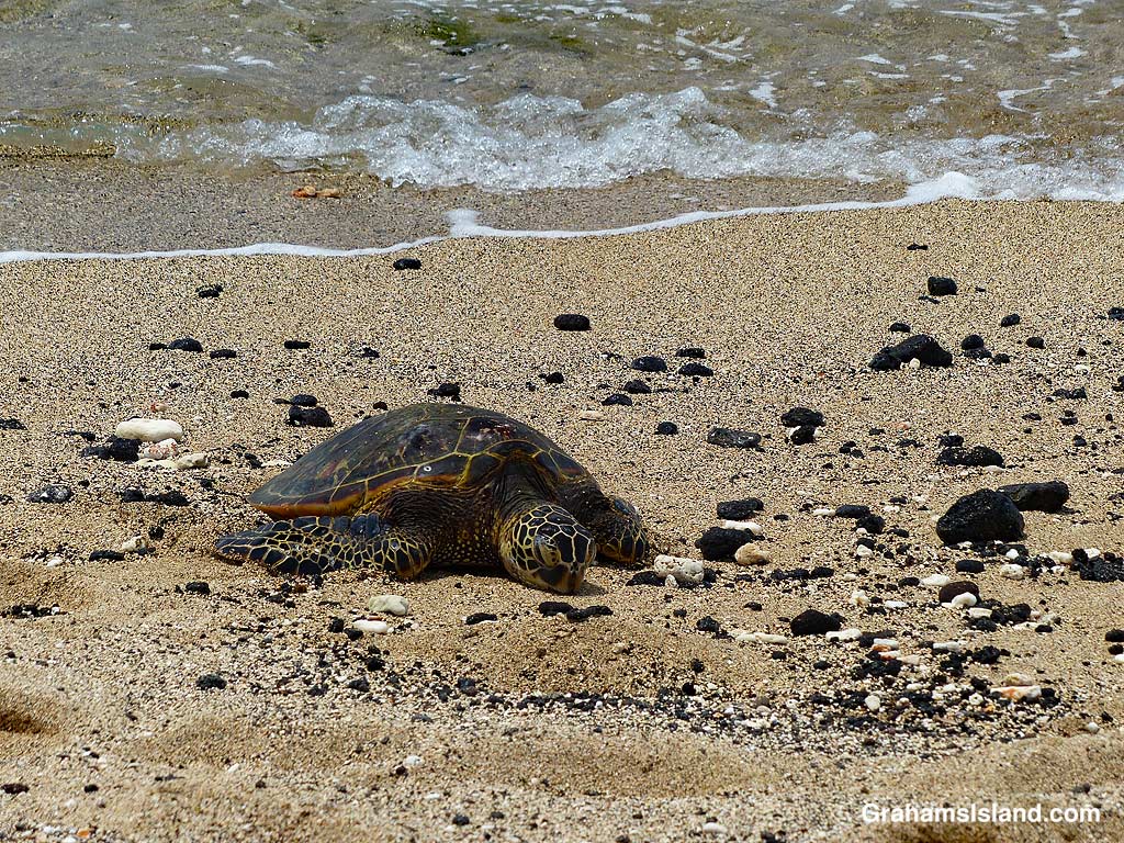 A Green turtle on the beach on the Big Island, Hawaii