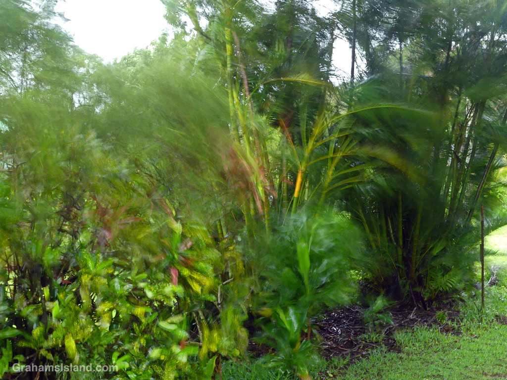Wind-whipped plants in Hawi, Hawaii, during Hurricane Lala