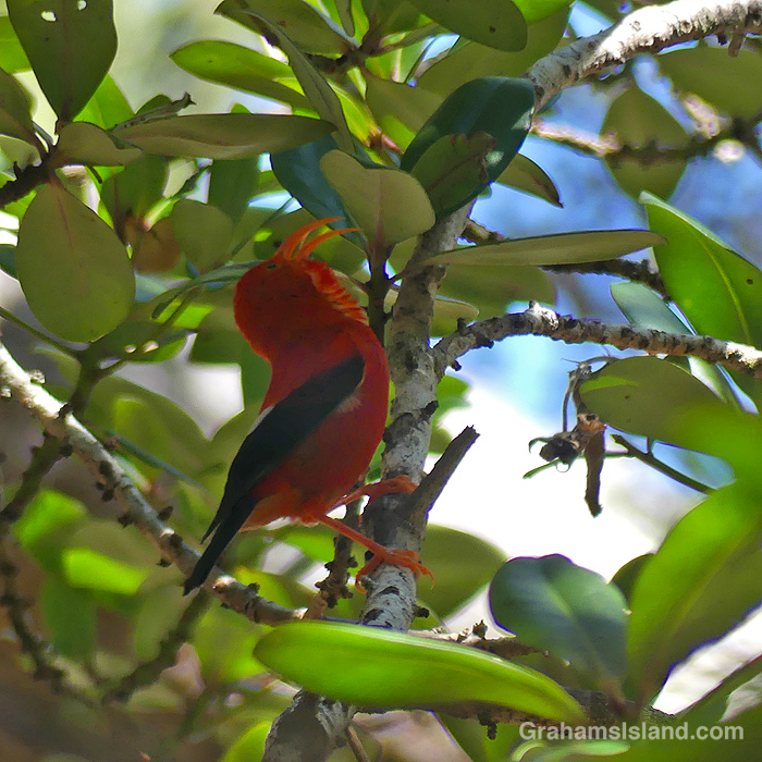An I'iwi (Hawaiian Honeycreeper) sings in Hawaii