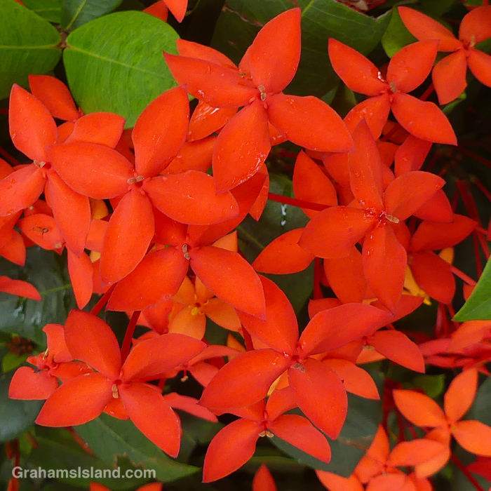 Red Ixora flowers in Hawaii