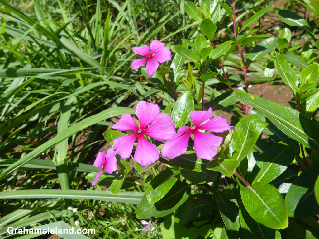 A Madagascar Periwinkle flower in Hawaii