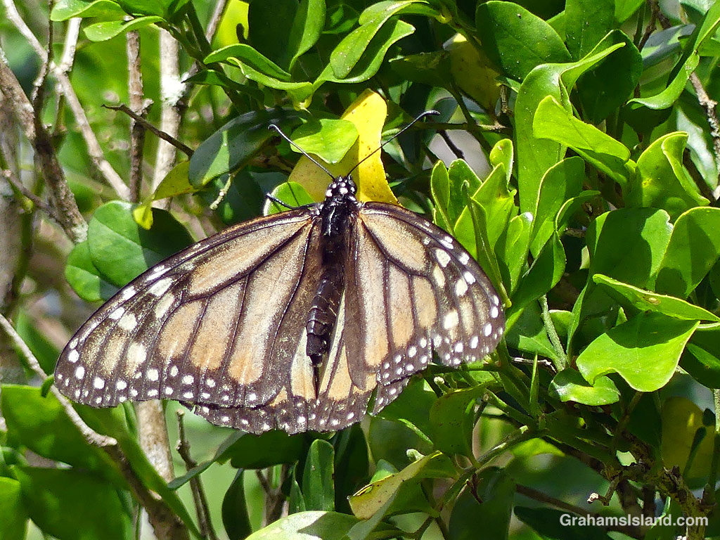 A pale Monarch Butterfly morph in Hawaii