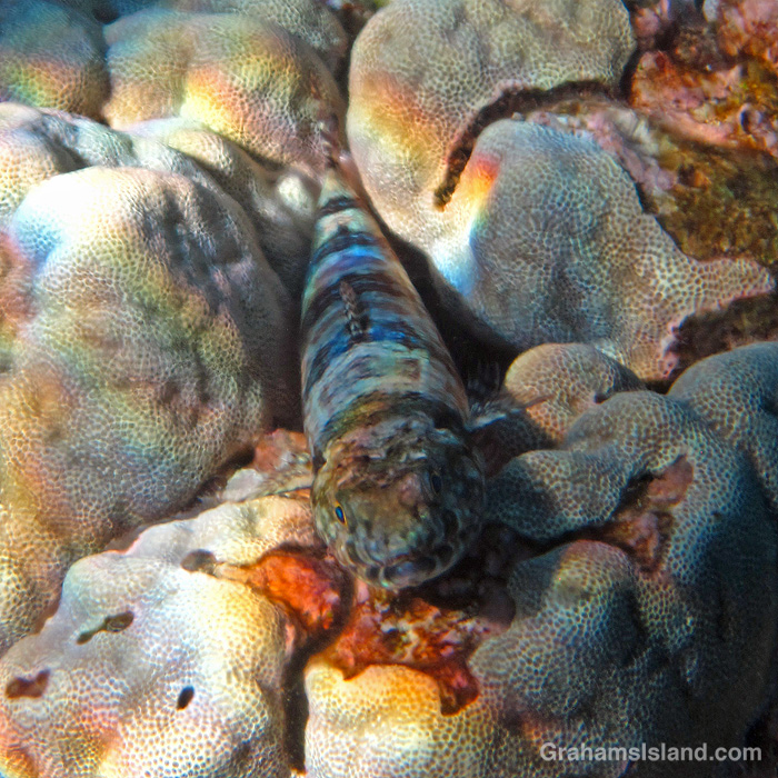 A Reef Lizardfish in the waters off Hawaii