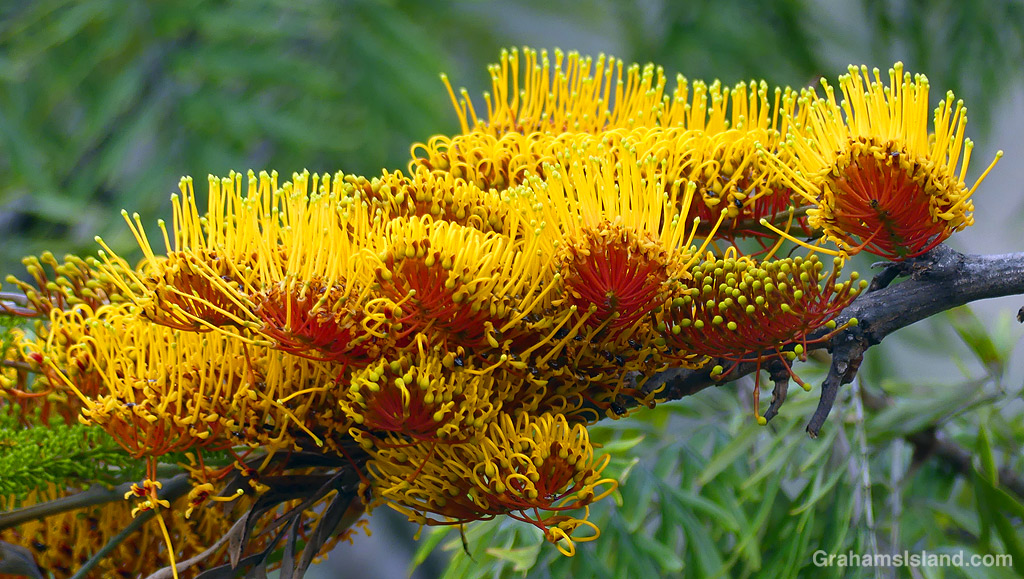 Silk Oak flowers in Hawaii