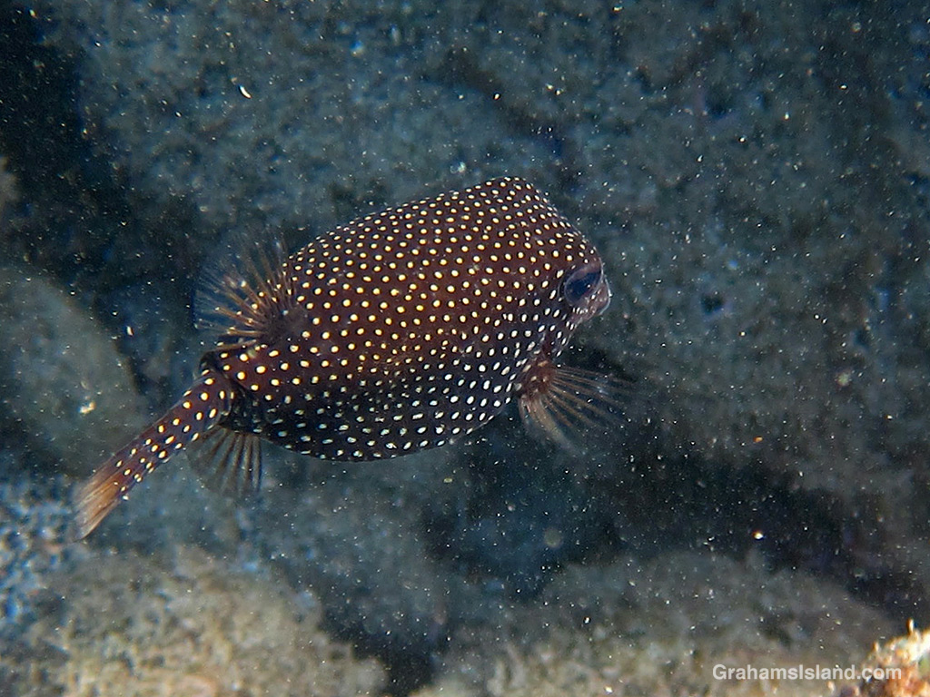 A Spotted boxfish female swims in the waters off Hawaii