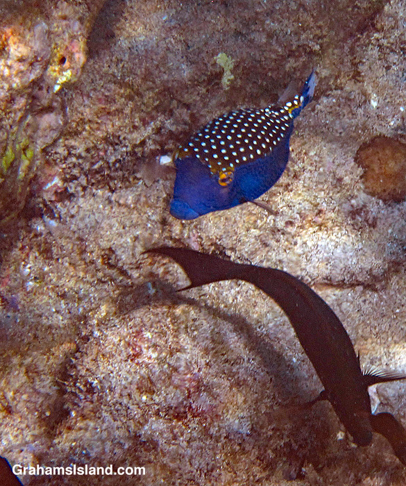 A Spotted boxfish male swims in the waters off Hawaii